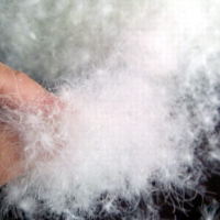 一等品水洗灰鸭绒