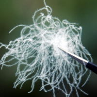 水洗羽绒,白鸭羽绒,羽绒羽毛