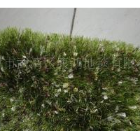 供应手工地毯小旗纱