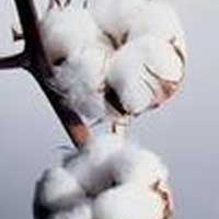 供应棉胎、棉絮、羊绒、驼绒、棉花