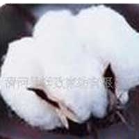 供应棉絮