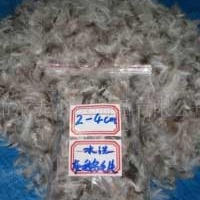 供应羽绒,羽毛,灰鹅毛片 沙发,家具专用