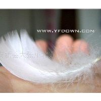 供应羽绒,羽毛,鸭毛