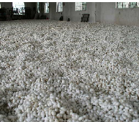 供应100%双宫丝绵