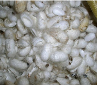 供应桑精干茧(精干绵)