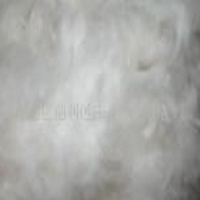 供应大量种子棉