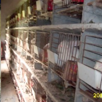 供应正宗优一级兔毛(图)