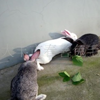 供应菜兔(家兔)(肉兔)生皮