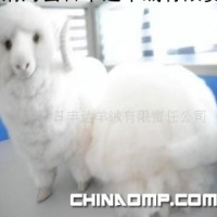 优质绵羊绒,优质羊毛