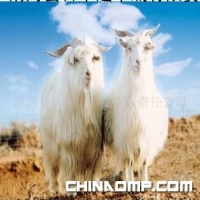 厂家直销 羊绒原料 羊绒制品 日丰达羊绒