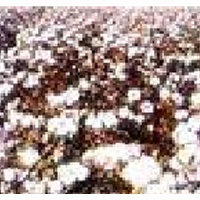 供应新疆有机棉