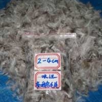 供应灰鹅毛,羽绒,羽毛产品,羽绒服,羽绒被专用
