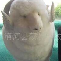 供应38S/3羔羊绒纱线