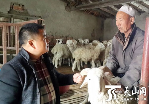 新疆老龙河牛羊育肥农民专业合作社社长周成全与马村瑞商讨高床养殖技术