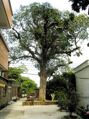 佛山：荷城400岁芒果树枝繁叶茂 堪称高明第一