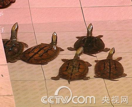 乌龟大王 身家过亿 农业致富经 乌龟 CCTV7致富经