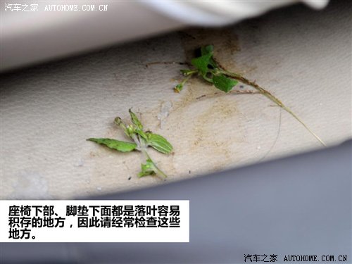 警惕潜在杀手 落叶季节6点用车注意事项 汽车之家