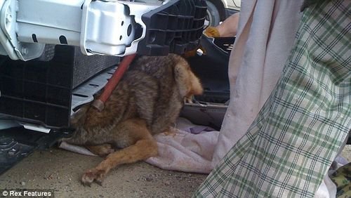 小狼被撞留车内 行驶800多公里后竟幸存 汽车之家