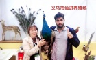 中网市场ChinaOMP.com_中网市场发布： 义乌市仙进养殖场专业养殖各种孔雀等多种动物
