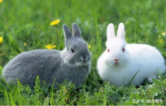 老祖宗说：“兔子不吃窝边草”，其实下半句才经典，却少有人知