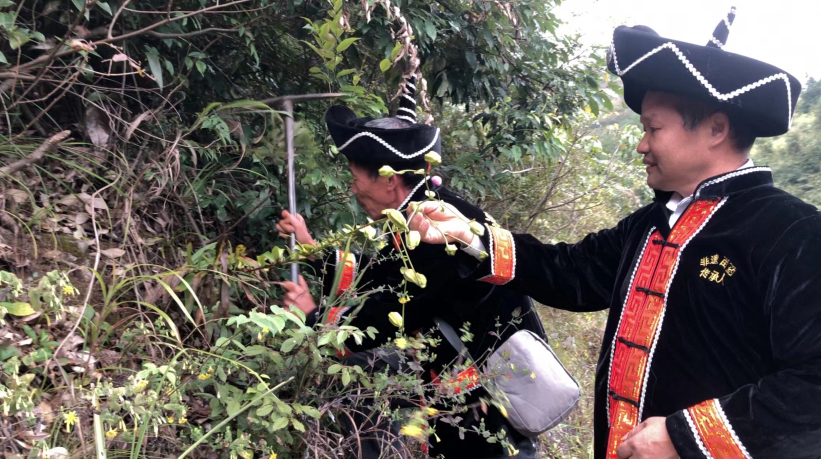 COTV直播-贵州苗晟生物科技有限公司专业摘培深山生态苗清茶系列产品，欢迎大家光临！