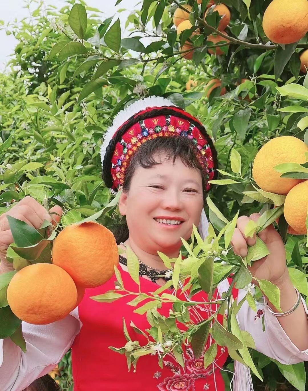 COTV全球直播-云南大理鹤庆县林农金源种植专业合作社专业种植生产销售“沃柑”生态绿色水果产品，欢迎大家光临！
