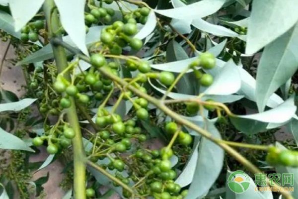 COTV三农：惠农网推荐-木姜子一亩利润和成本