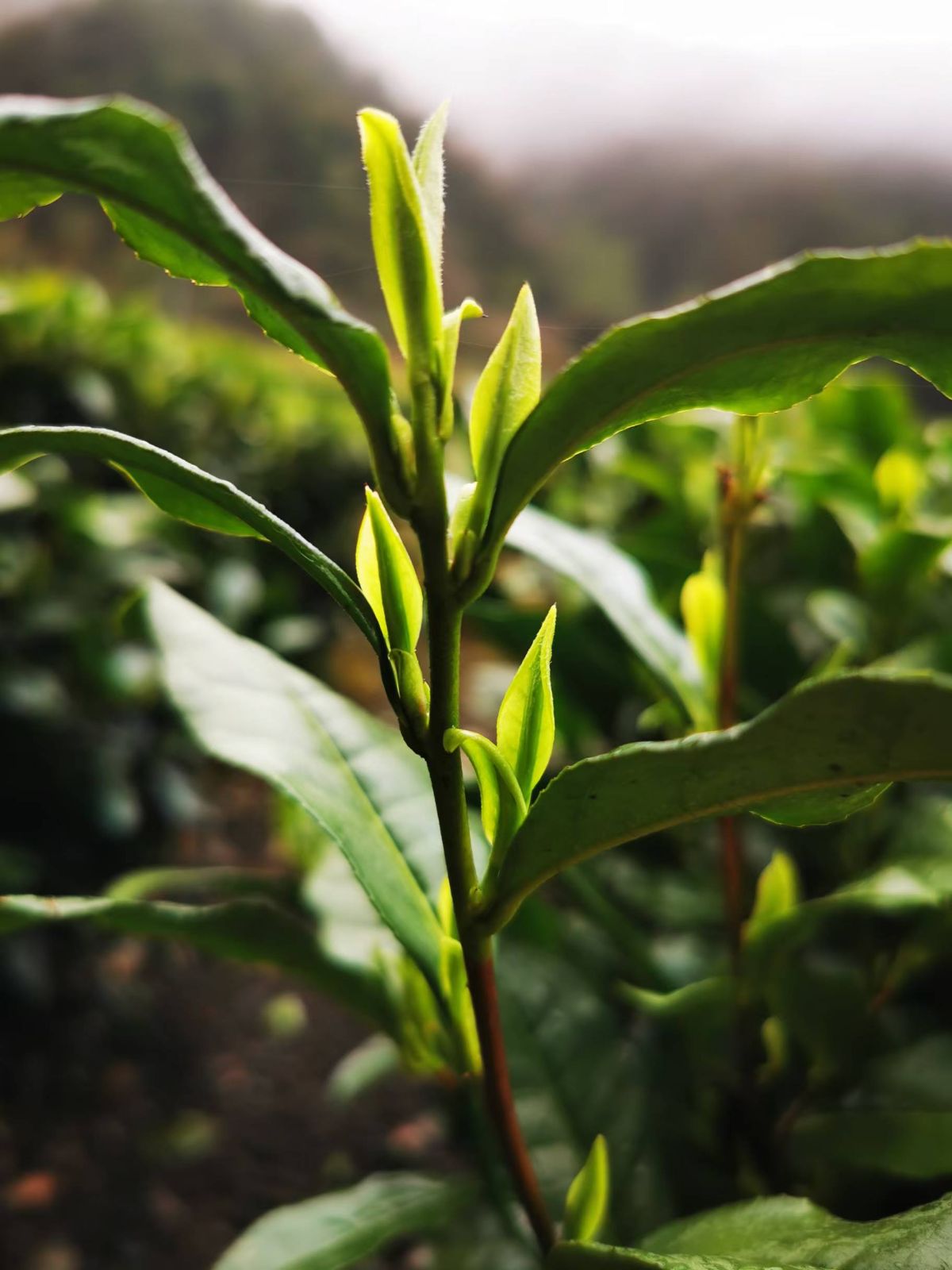 COTV全球直播-龙泉市家禾家庭农场专业生产各种绿茶、红茶、白茶、高山绿茶、柑桔，桔子，橙子，私房茶叶等高山茶叶，欢迎大家光临！