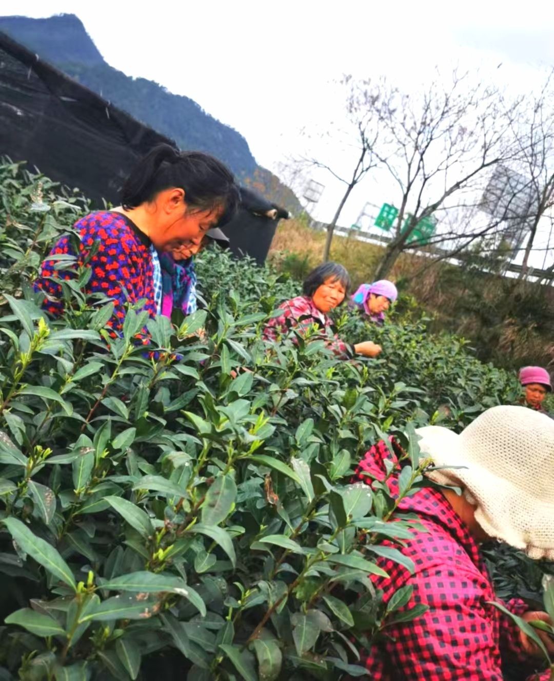 COTV全球直播-龙泉市家禾家庭农场专业生产各种绿茶、红茶、白茶、高山绿茶、柑桔，桔子，橙子，私房茶叶等高山茶叶，欢迎大家光临！