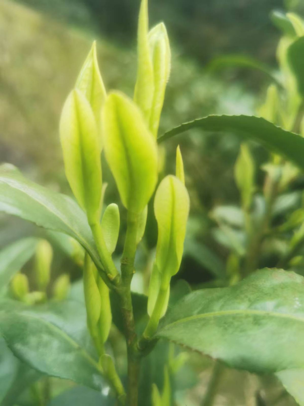 COTV全球直播-龙泉市家禾家庭农场专业生产各种绿茶、红茶、白茶、高山绿茶、柑桔，桔子，橙子，私房茶叶等高山茶叶，欢迎大家光临！