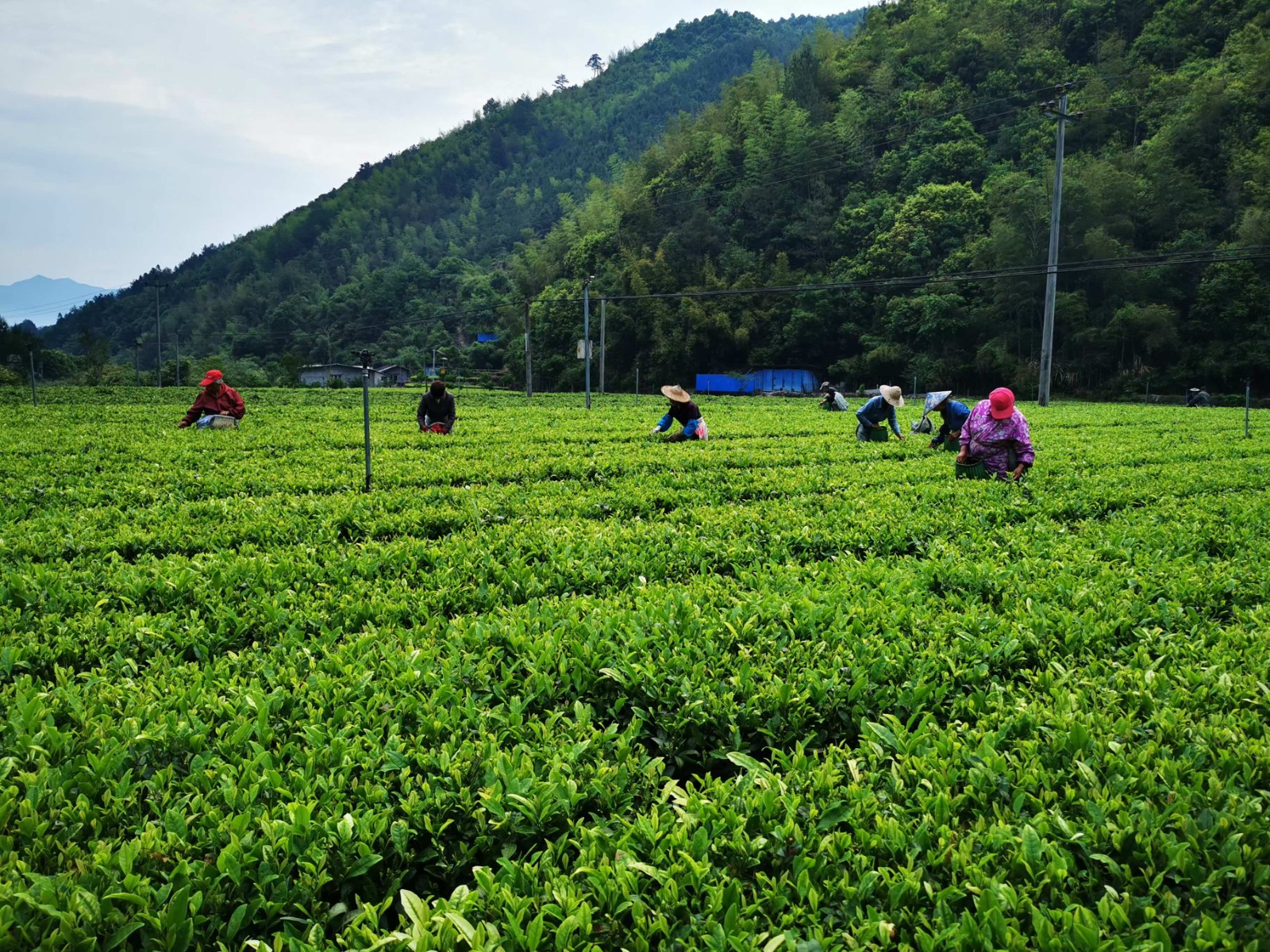 COTV全球直播-龙泉市家禾家庭农场专业生产各种绿茶、红茶、白茶、高山绿茶、柑桔，桔子，橙子，私房茶叶等高山茶叶，欢迎大家光临！