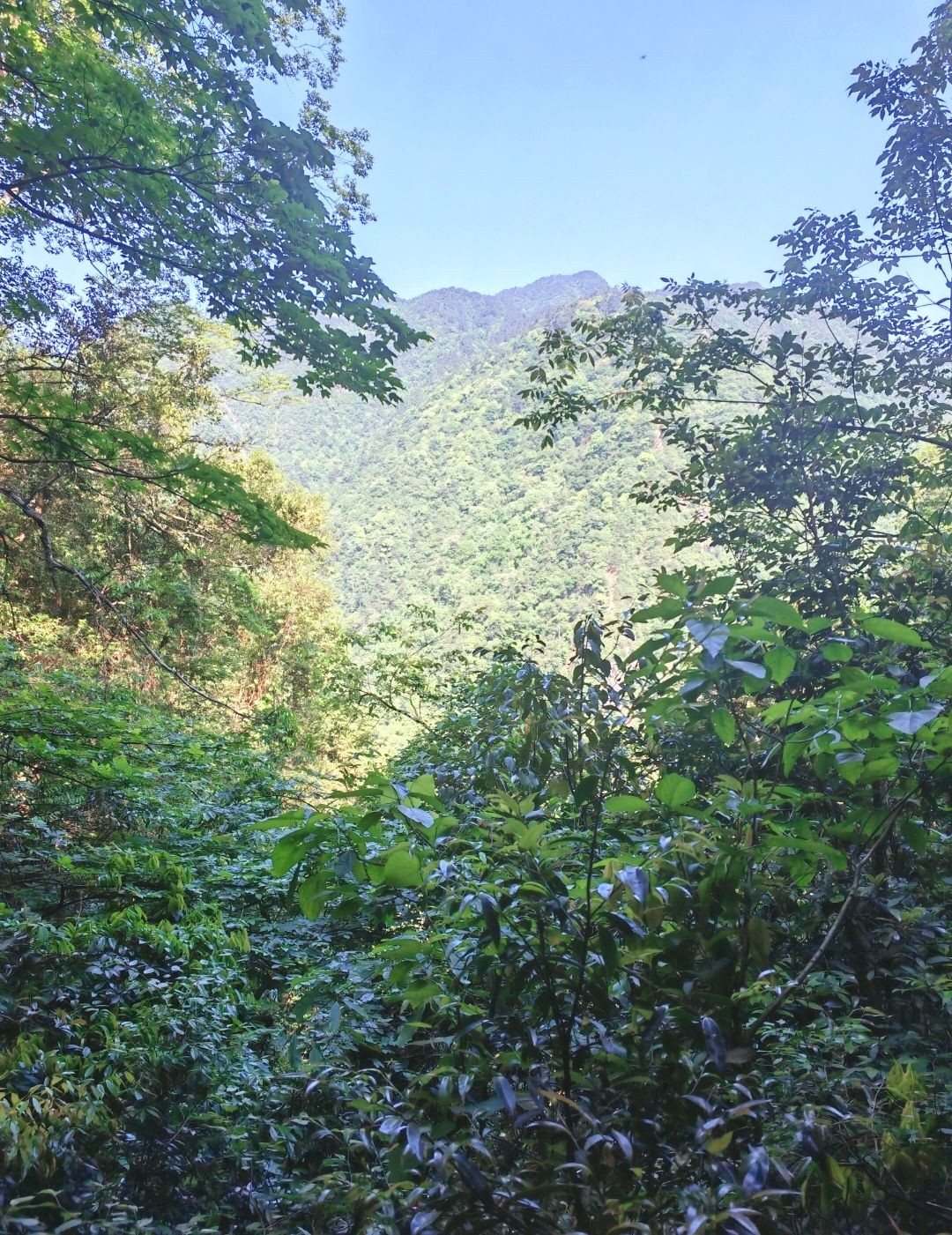 COTV全球直播-开化县柳叶蜡梅茶叶加工厂专业采摘、加工生产: 源自海拔1200多米的开化县古田山茶园，生产的“柳叶腊梅”茶具有多种人体有益成份，是理想的修心养生茶，欢迎大家光临！