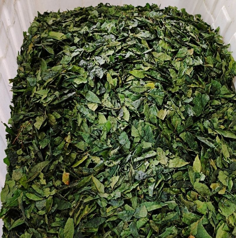 COTV全球直播-开化县柳叶蜡梅茶叶加工厂专业采摘、加工生产: 源自海拔1200多米的开化县古田山茶园，生产的“柳叶腊梅”茶具有多种人体有益成份，是理想的修心养生茶，欢迎大家光临！