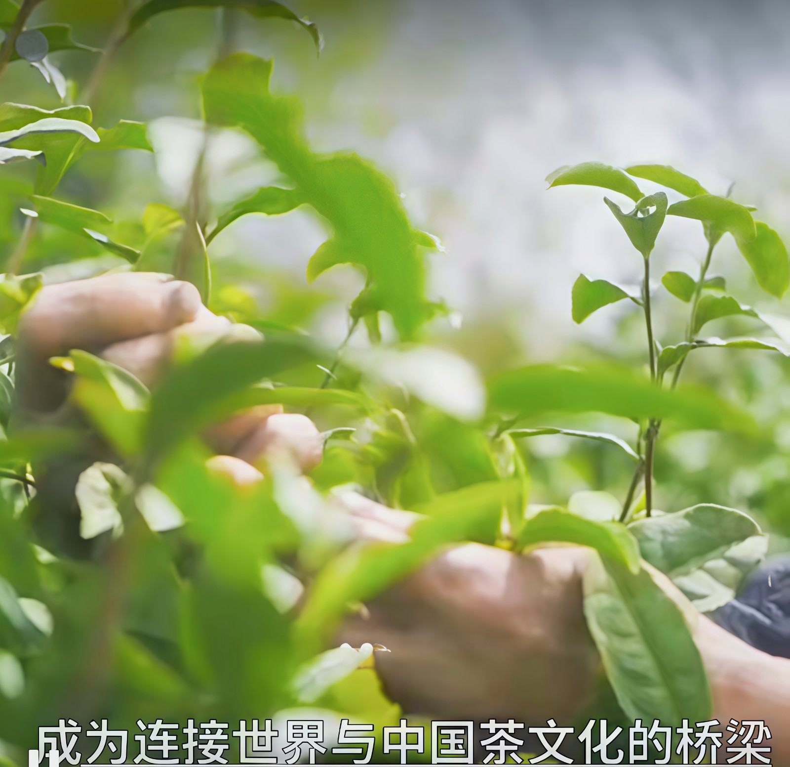 COTV全球直播-舒城县汤池镇龙眠村南风岗茶厂专业加工生产源自1300多米青山绿水的大别山余脉舒城高山茶林，专业生产“惠芷幽兰”牌小兰花茶叶、“惠芷兰”牌茶籽油等生态绿色产品，陈爱飞欢迎大家光临！