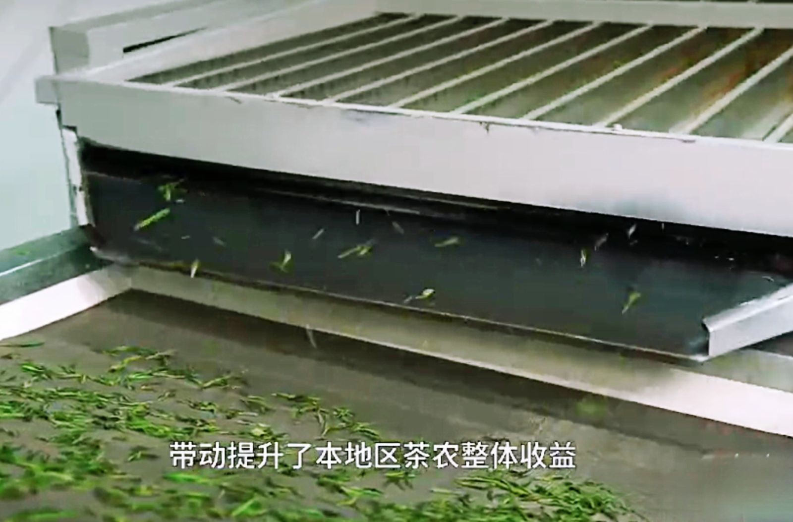 COTV全球直播-舒城县汤池镇龙眠村南风岗茶厂专业加工生产源自1300多米青山绿水的大别山余脉舒城高山茶林，专业生产“惠芷幽兰”牌小兰花茶叶、“惠芷兰”牌茶籽油等生态绿色产品，陈爱飞欢迎大家光临！