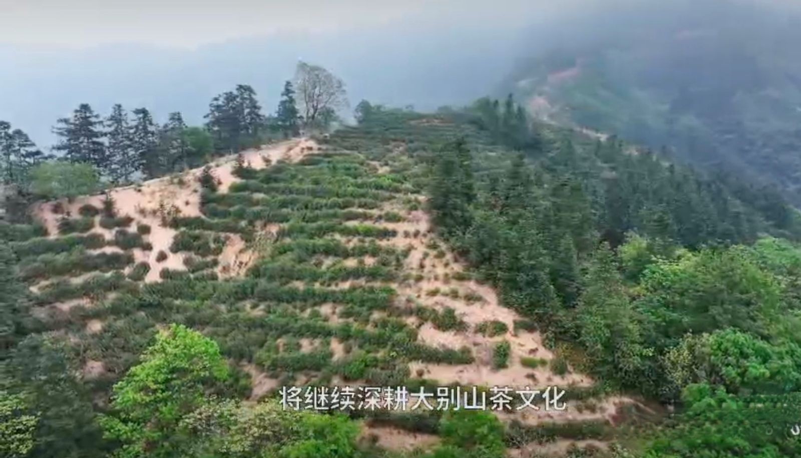 COTV全球直播-舒城县汤池镇龙眠村南风岗茶厂专业加工生产源自1300多米青山绿水的大别山余脉舒城高山茶林，专业生产“惠芷幽兰”牌小兰花茶叶、“惠芷兰”牌茶籽油等生态绿色产品，陈爱飞欢迎大家光临！