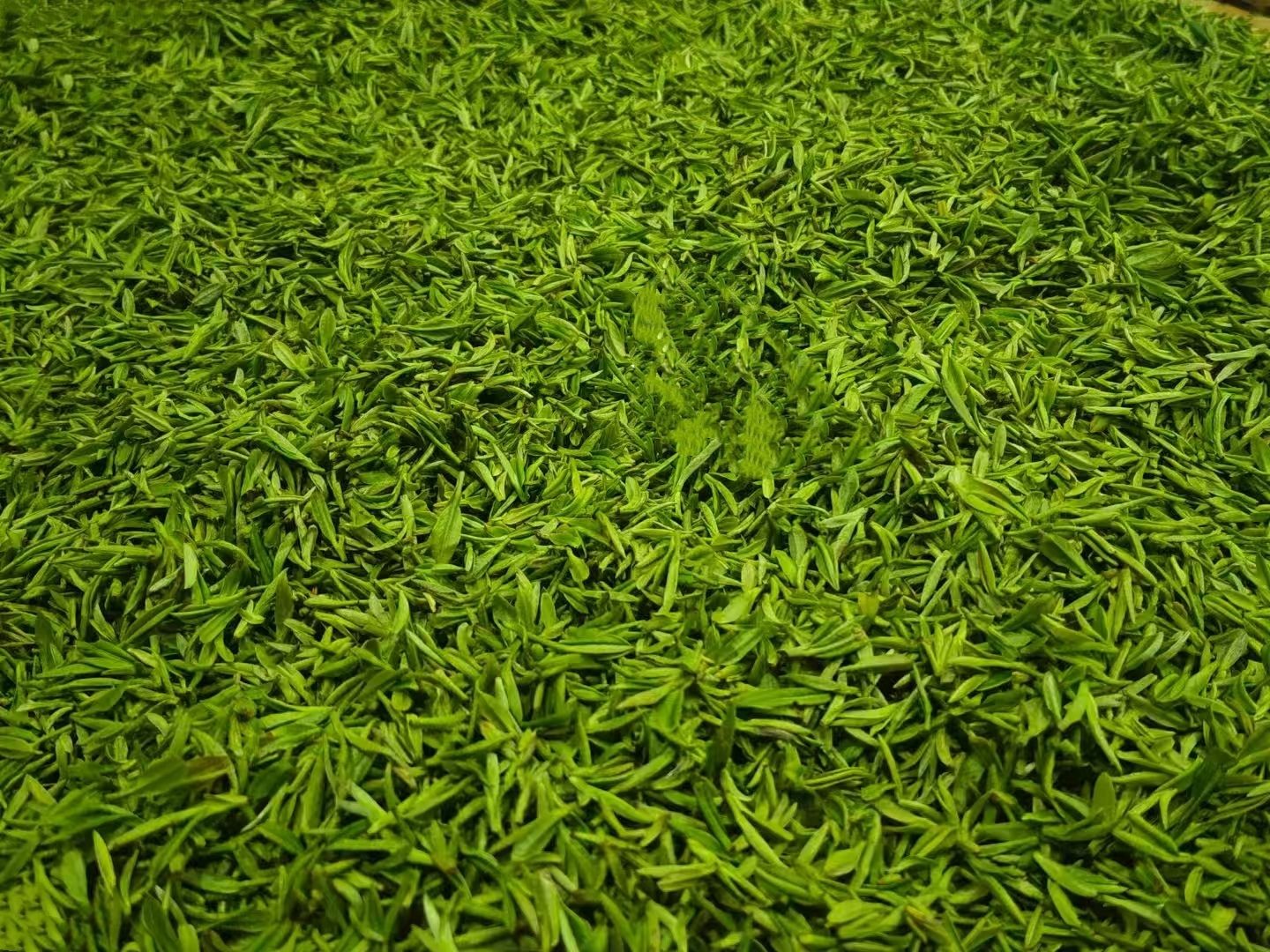 COTV全球直播-舒城县汤池镇龙眠村南风岗茶厂专业加工生产源自1300多米青山绿水的大别山余脉舒城高山茶林，专业生产“惠芷幽兰”牌小兰花茶叶、“惠芷兰”牌茶籽油等生态绿色产品，陈爱飞欢迎大家光临！