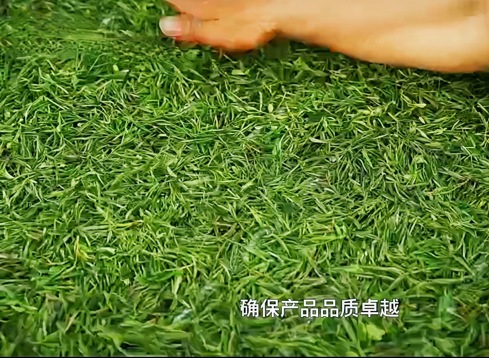 COTV全球直播-舒城县汤池镇龙眠村南风岗茶厂专业加工生产源自1300多米青山绿水的大别山余脉舒城高山茶林，专业生产“惠芷幽兰”牌小兰花茶叶、“惠芷兰”牌茶籽油等生态绿色产品，陈爱飞欢迎大家光临！