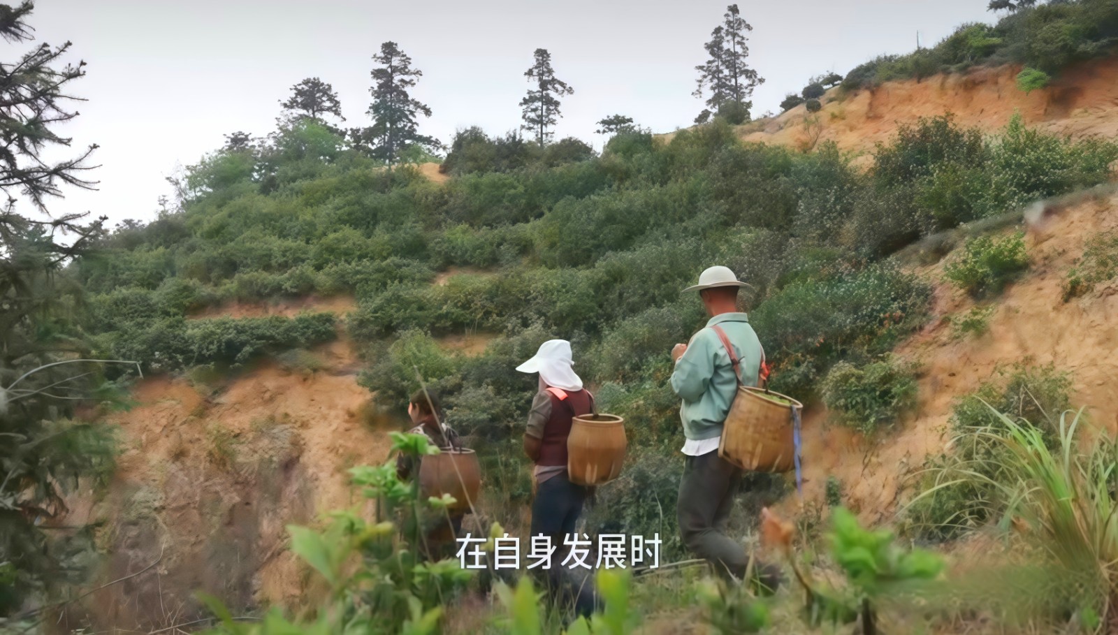 COTV全球直播-舒城县汤池镇龙眠村南风岗茶厂专业加工生产源自1300多米青山绿水的大别山余脉舒城高山茶林，专业生产“惠芷幽兰”牌小兰花茶叶、“惠芷兰”牌茶籽油等生态绿色产品，陈爱飞欢迎大家光临！