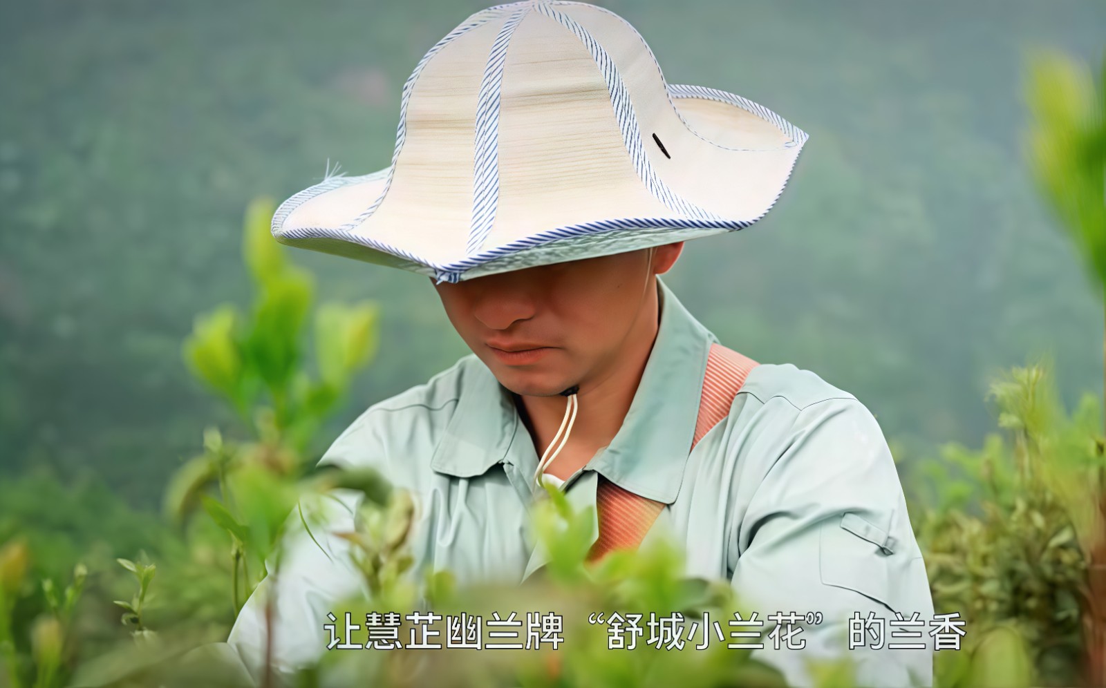 COTV全球直播-舒城县汤池镇龙眠村南风岗茶厂专业加工生产源自1300多米青山绿水的大别山余脉舒城高山茶林，专业生产“惠芷幽兰”牌小兰花茶叶、“惠芷兰”牌茶籽油等生态绿色产品，陈爱飞欢迎大家光临！