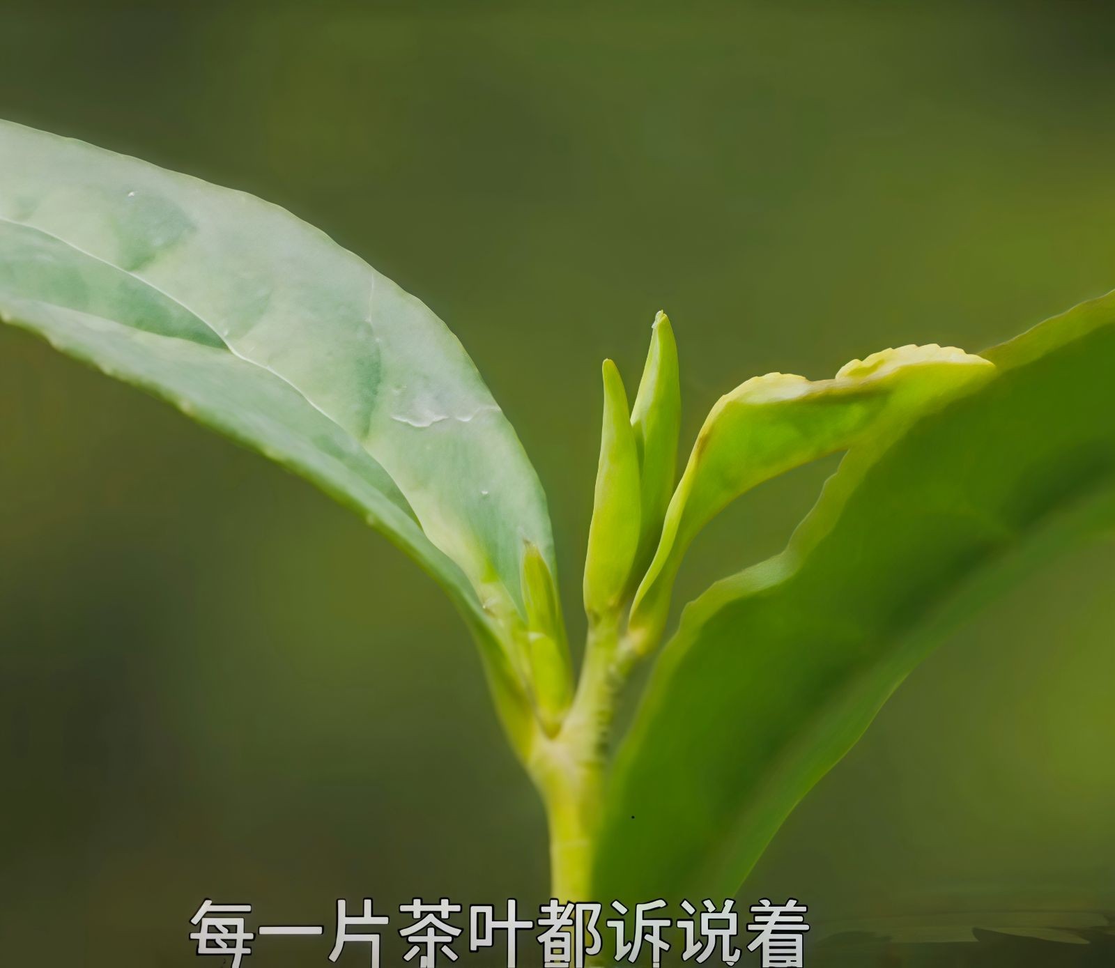 COTV全球直播-舒城县汤池镇龙眠村南风岗茶厂专业加工生产源自1300多米青山绿水的大别山余脉舒城高山茶林，专业生产“惠芷幽兰”牌小兰花茶叶、“惠芷兰”牌茶籽油等生态绿色产品，陈爱飞欢迎大家光临！