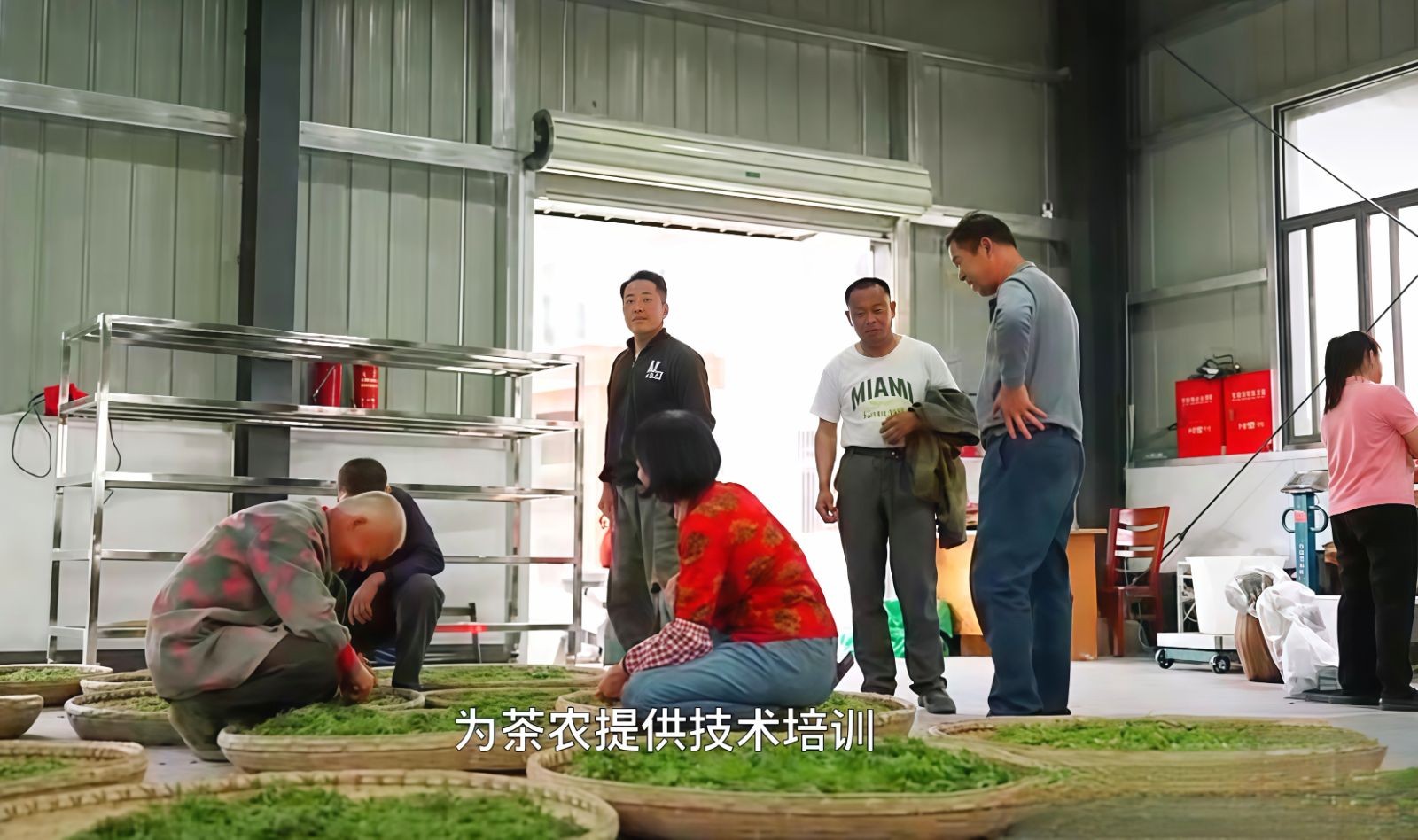 COTV全球直播-舒城县汤池镇龙眠村南风岗茶厂专业加工生产源自1300多米青山绿水的大别山余脉舒城高山茶林，专业生产“惠芷幽兰”牌小兰花茶叶、“惠芷兰”牌茶籽油等生态绿色产品，陈爱飞欢迎大家光临！