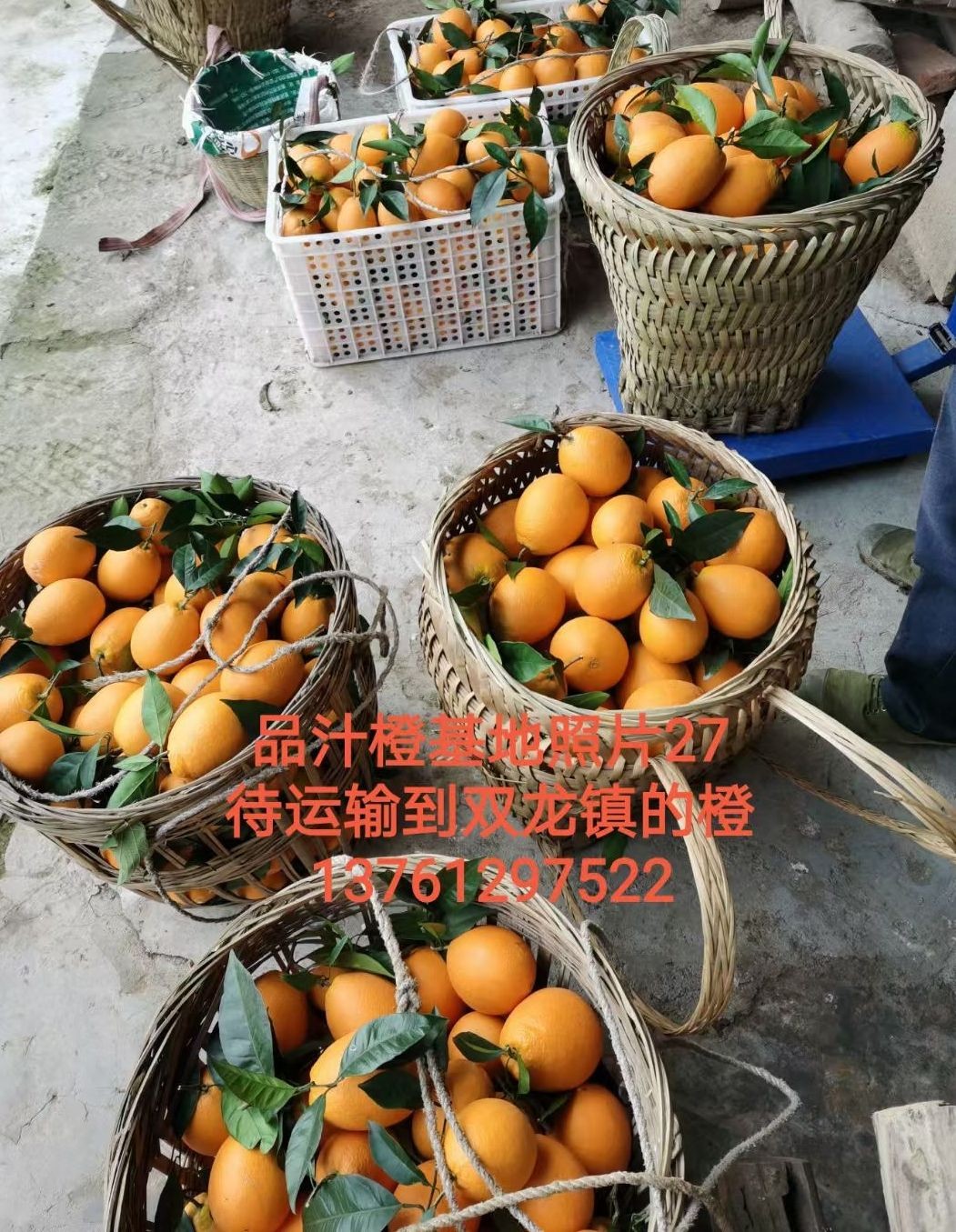 COTV全球直播-上海唐情文化传媒有限公司专业从事文化艺术交流活动的策划、公关、礼仪、模特及演出的经纪和文化艺术策划;销售“品汁鲜果”品牌橙子,源自高山,阳光充足;橙甜度高,品质细嫩,欢迎大家光临! COTV全球直播-上海唐情文化传媒有限公司专业从事文化艺术交流活动的策划、公关、礼仪、模特及演出的经纪和文化艺术策划;销售“品汁鲜果”品牌橙子,源自高山,阳光充足;橙甜度高,品质细嫩,欢迎大家光临!