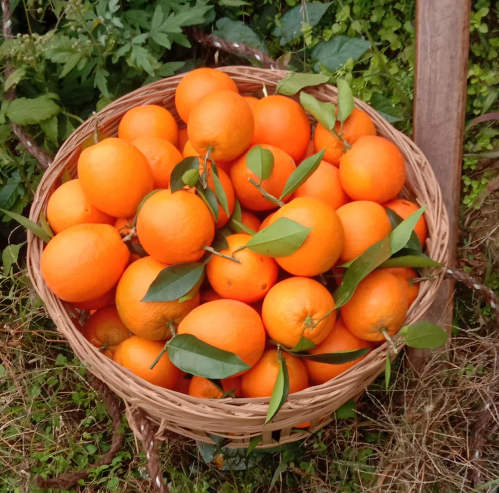 COTV全球直播-上海唐情文化传媒有限公司专业从事文化艺术交流活动的策划、公关、礼仪、模特及演出的经纪和文化艺术策划;销售“品汁鲜果”品牌橙子,源自高山,阳光充足;橙甜度高,品质细嫩,欢迎大家光临! COTV全球直播-上海唐情文化传媒有限公司专业从事文化艺术交流活动的策划、公关、礼仪、模特及演出的经纪和文化艺术策划;销售“品汁鲜果”品牌橙子,源自高山,阳光充足;橙甜度高,品质细嫩,欢迎大家光临!