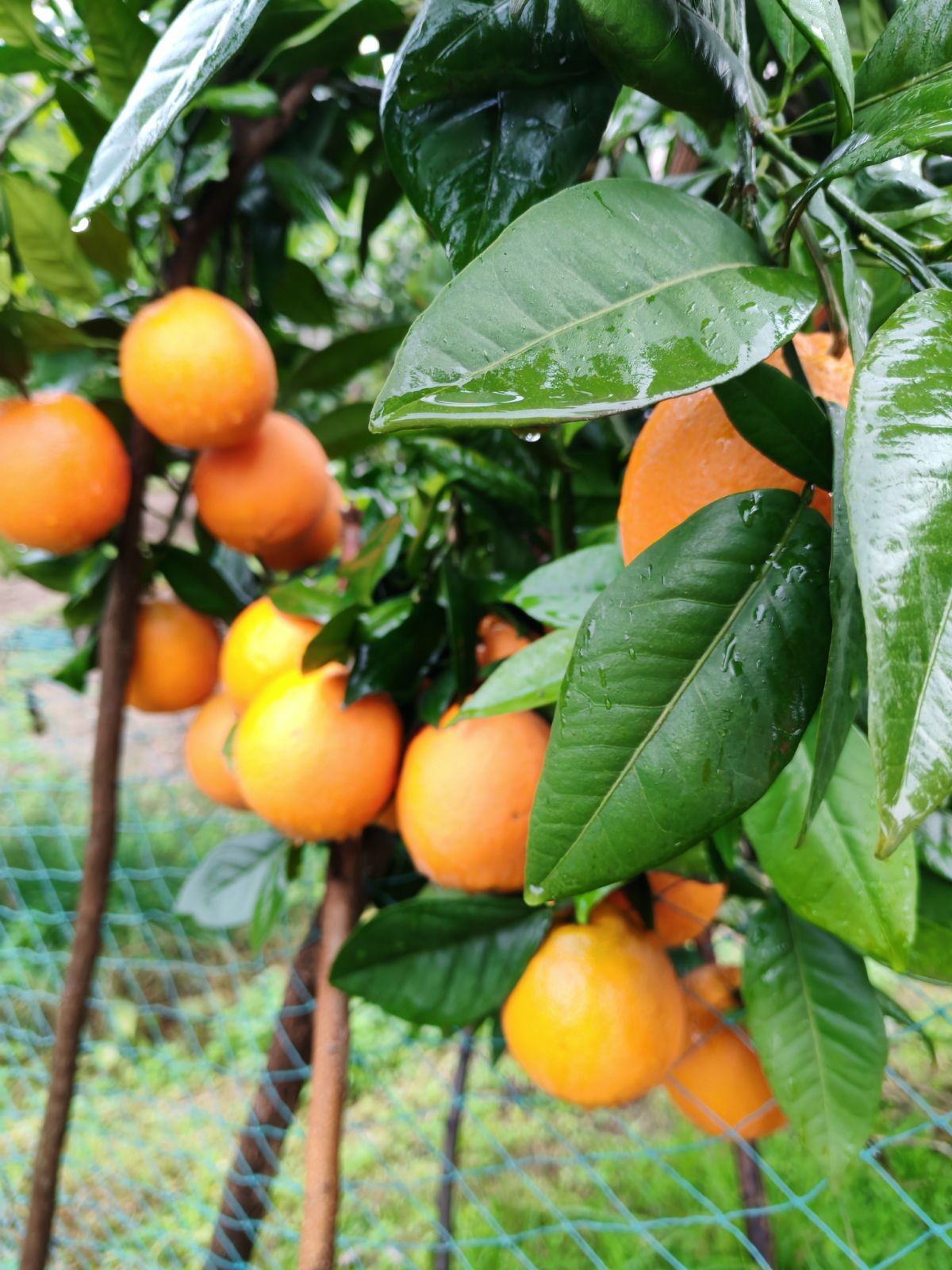 COTV全球直播-上海唐情文化传媒有限公司专业从事文化艺术交流活动的策划、公关、礼仪、模特及演出的经纪和文化艺术策划;销售“品汁鲜果”品牌橙子,源自高山,阳光充足;橙甜度高,品质细嫩,欢迎大家光临! COTV全球直播-上海唐情文化传媒有限公司专业从事文化艺术交流活动的策划、公关、礼仪、模特及演出的经纪和文化艺术策划;销售“品汁鲜果”品牌橙子,源自高山,阳光充足;橙甜度高,品质细嫩,欢迎大家光临!