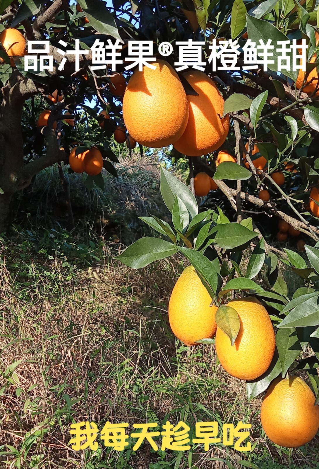 COTV全球直播-上海唐情文化传媒有限公司专业从事文化艺术交流活动的策划、公关、礼仪、模特及演出的经纪和文化艺术策划;销售“品汁鲜果”品牌橙子,源自高山,阳光充足;橙甜度高,品质细嫩,欢迎大家光临! COTV全球直播-上海唐情文化传媒有限公司专业从事文化艺术交流活动的策划、公关、礼仪、模特及演出的经纪和文化艺术策划;销售“品汁鲜果”品牌橙子,源自高山,阳光充足;橙甜度高,品质细嫩,欢迎大家光临!