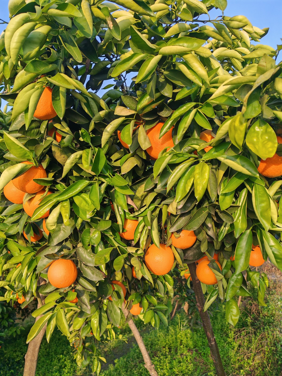 COTV全球直播-上海唐情文化传媒有限公司专业从事文化艺术交流活动的策划、公关、礼仪、模特及演出的经纪和文化艺术策划;销售“品汁鲜果”品牌橙子,源自高山,阳光充足;橙甜度高,品质细嫩,欢迎大家光临! COTV全球直播-上海唐情文化传媒有限公司专业从事文化艺术交流活动的策划、公关、礼仪、模特及演出的经纪和文化艺术策划;销售“品汁鲜果”品牌橙子,源自高山,阳光充足;橙甜度高,品质细嫩,欢迎大家光临!