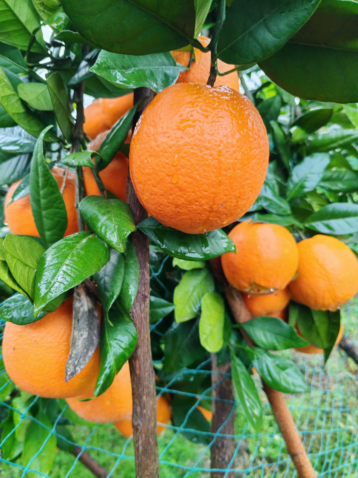 COTV全球直播-上海唐情文化传媒有限公司专业从事文化艺术交流活动的策划、公关、礼仪、模特及演出的经纪和文化艺术策划;销售“品汁鲜果”品牌橙子,源自高山,阳光充足;橙甜度高,品质细嫩,欢迎大家光临! COTV全球直播-上海唐情文化传媒有限公司专业从事文化艺术交流活动的策划、公关、礼仪、模特及演出的经纪和文化艺术策划;销售“品汁鲜果”品牌橙子,源自高山,阳光充足;橙甜度高,品质细嫩,欢迎大家光临!