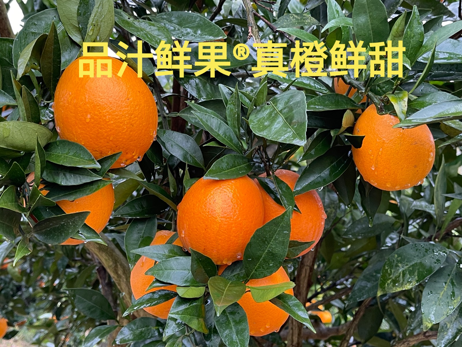 COTV全球直播-上海唐情文化传媒有限公司专业从事文化艺术交流活动的策划、公关、礼仪、模特及演出的经纪和文化艺术策划;销售“品汁鲜果”品牌橙子,源自高山,阳光充足;橙甜度高,品质细嫩,欢迎大家光临! COTV全球直播-上海唐情文化传媒有限公司专业从事文化艺术交流活动的策划、公关、礼仪、模特及演出的经纪和文化艺术策划;销售“品汁鲜果”品牌橙子,源自高山,阳光充足;橙甜度高,品质细嫩,欢迎大家光临!