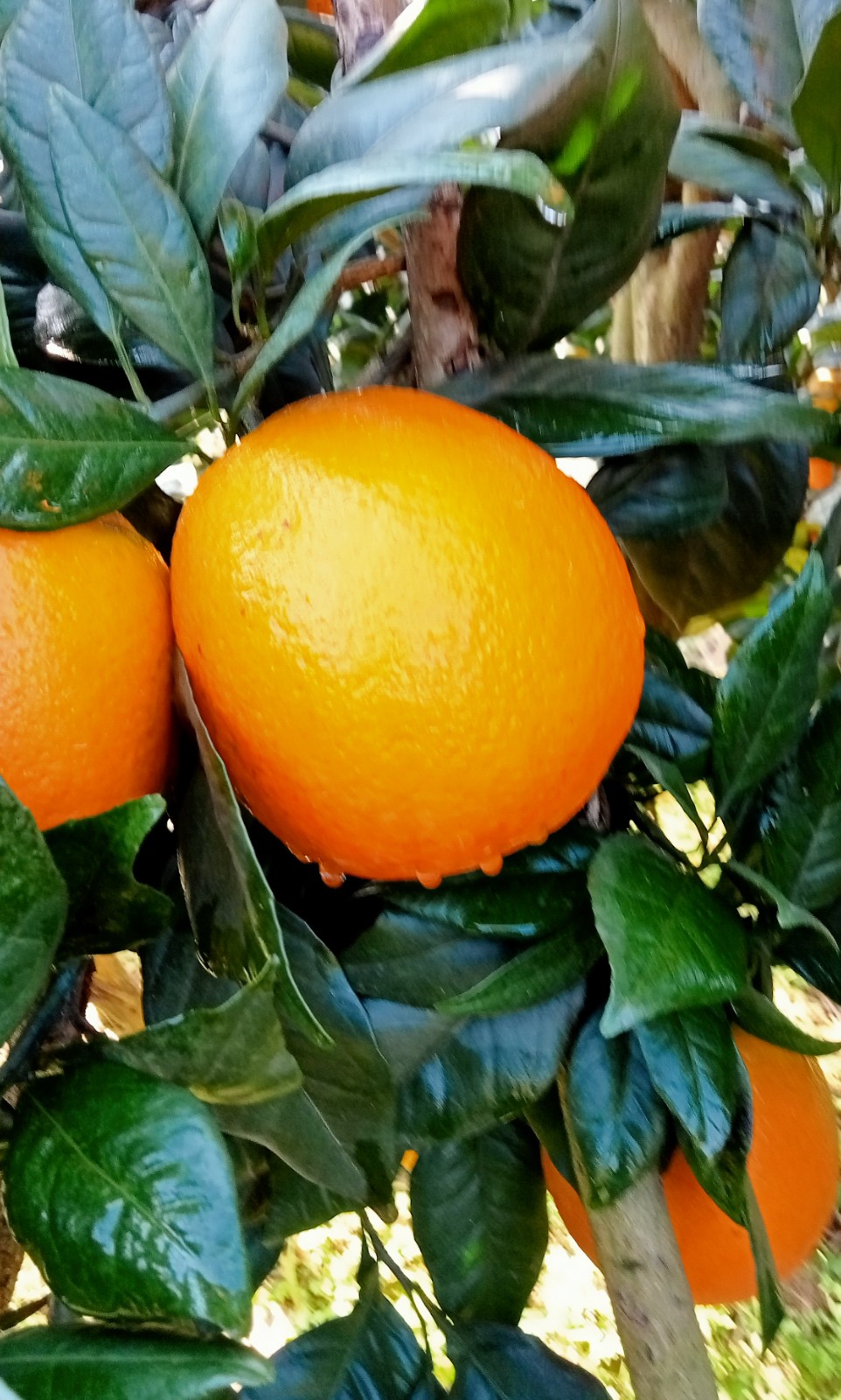 COTV全球直播-上海唐情文化传媒有限公司专业从事文化艺术交流活动的策划、公关、礼仪、模特及演出的经纪和文化艺术策划;销售“品汁鲜果”品牌橙子,源自高山,阳光充足;橙甜度高,品质细嫩,欢迎大家光临! COTV全球直播-上海唐情文化传媒有限公司专业从事文化艺术交流活动的策划、公关、礼仪、模特及演出的经纪和文化艺术策划;销售“品汁鲜果”品牌橙子,源自高山,阳光充足;橙甜度高,品质细嫩,欢迎大家光临!